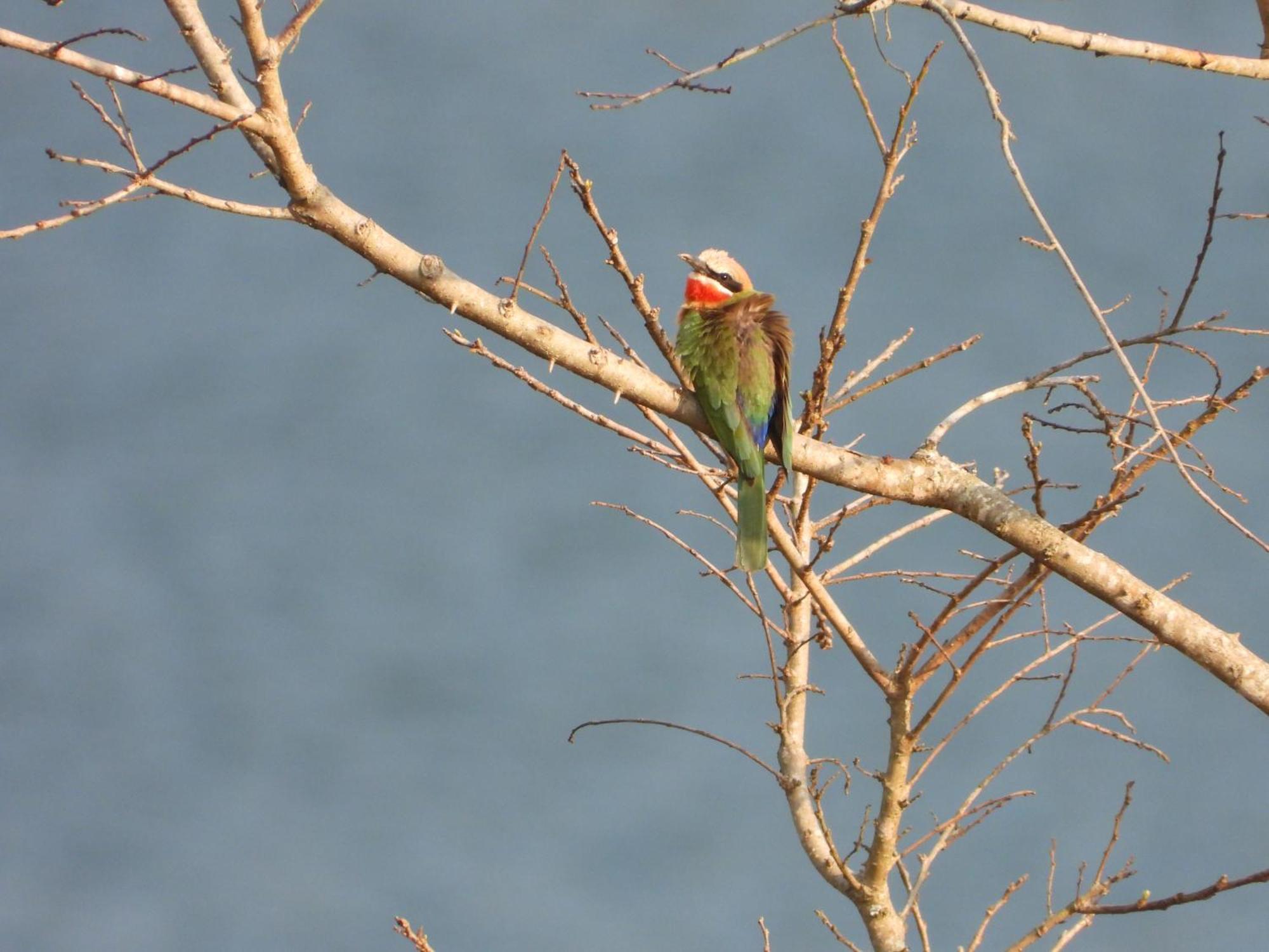 Dagama Dam - White River - Kestrel - House 21 Exteriör bild